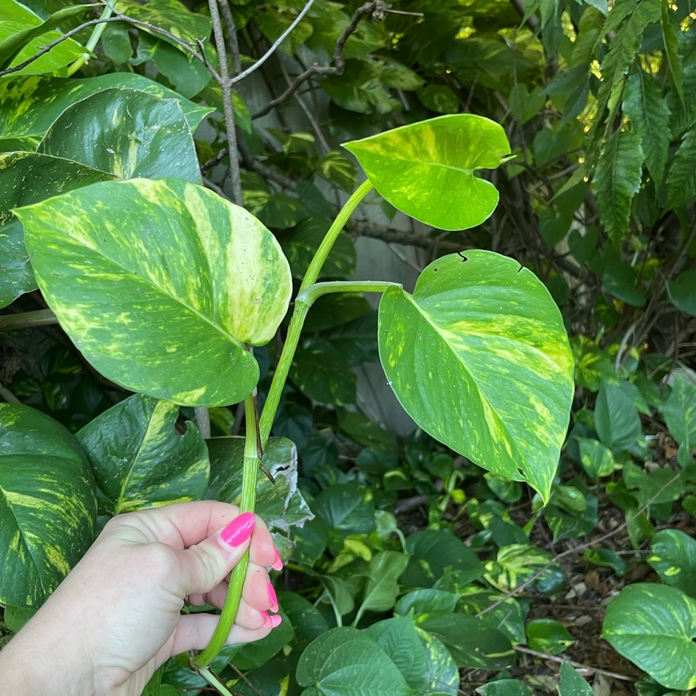 Giant Hawaiian variegated golden pothos plant cuttings - Picture 8 of 13